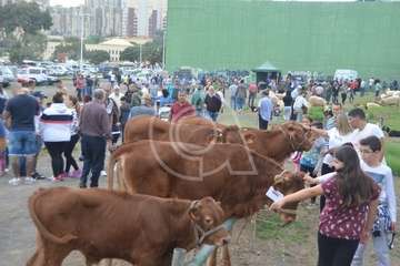 La feria de ganado, atractivo principal de la jornada matutina en Jinámar (Foto Antonio Alí y Francisco Javier Santana)